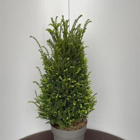 Taxus baccata Pot 10 liter 60 - 80 cm