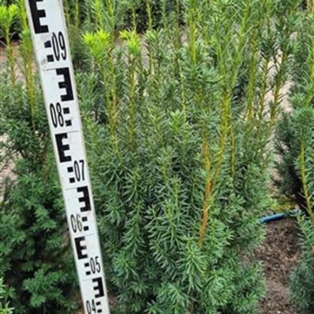 Taxus media 'Hicksii' Kluit 80 - 100 cm