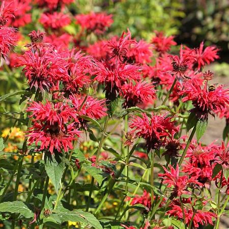 Monarda 'Gardenview Scarlet' Pot 9 cm