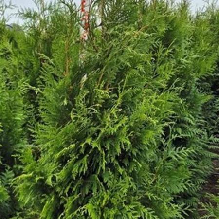 Thuja pl. 'Martin' Kluit 175 - 200 cm