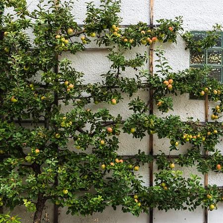 Malus d. 'Cox's Orange Pippin' Halfstam (Stamomtrek 14-16 cm)