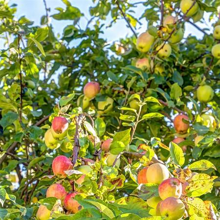 Malus d. 'Jonagold' Halfstam (Stamomtrek 14-16 cm)