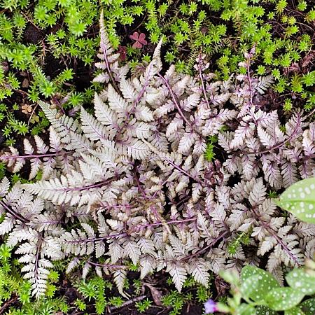 Athyrium niponicum 'Red Beauty' Pot 2 Liter