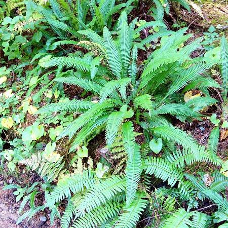 Blechnum spicant Pot 2 Liter