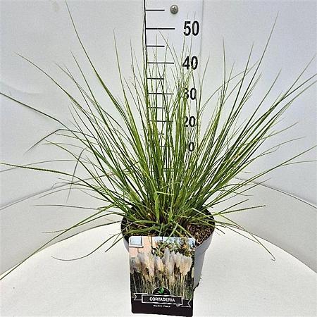 Cortaderia s. 'Pumila' Pot 10 liter 50 - 60 cm