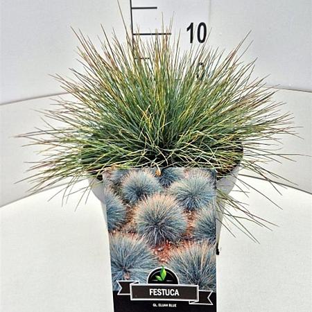 Festuca glauca 'Elijah Blue' Pot 10 liter