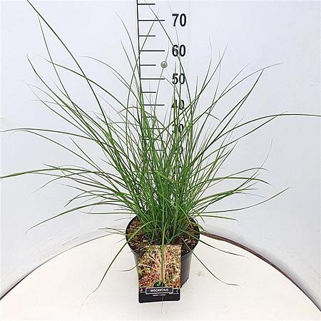 Miscanthus sin. 'Flamingo' Pot 10 liter 60 - 80 cm
