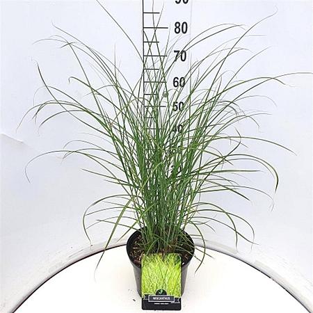 Miscanthus sin. 'Gracillimus' Pot 10 liter 60 - 80 cm