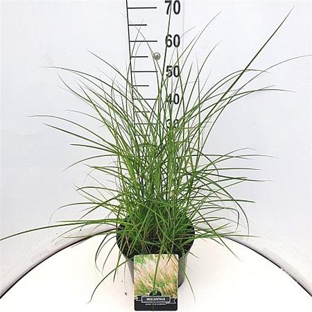Miscanthus sin. 'Kleine Silbersp.' Pot 10 liter 50 - 60 cm