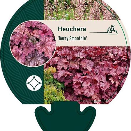 Heuchera 'Berry Smoothie' Pot 9 cm