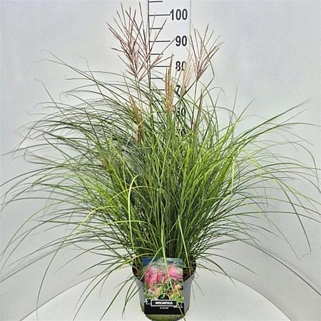 Miscanthus sin. 'Red Chief' Pot 10 liter 80 - 100 cm