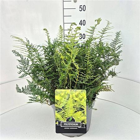 Polystichum set. 'Herrenhausen' Pot 10 liter