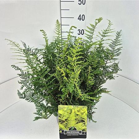Polystichum set. 'Herrenhausen' Pot 10 liter