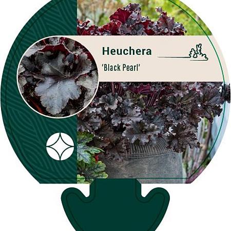 Heuchera 'Black Pearl' Pot 9 cm