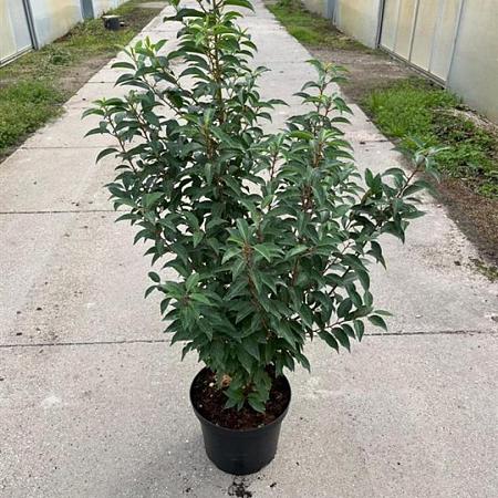 Prunus l. 'Angustifolia' Pot 10 liter 100 - 125 cm