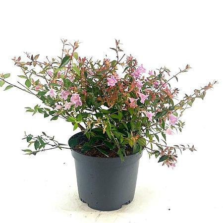 Abelia 'Edward Goucher' Pot 2 Liter 20 - 30 cm