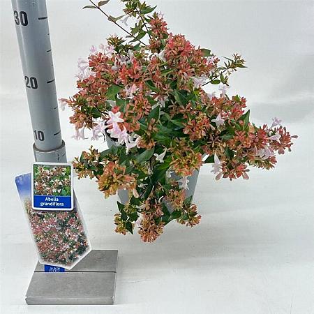 Abelia grandiflora Pot 3 liter 25-30cm