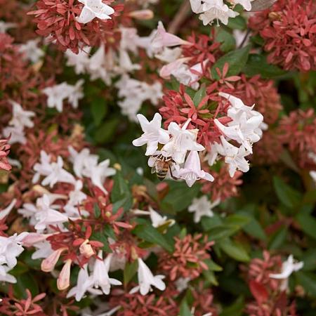 Abelia grandiflora Pot 50 Liter 175 - 200 cm Meerstammig