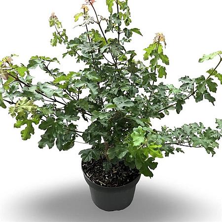 Acer campestre Pot 4 Liter 40 - 60 cm