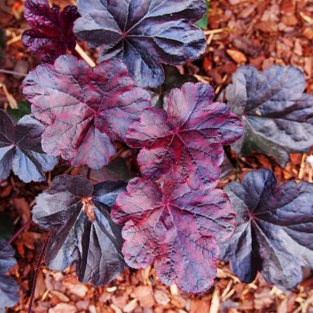 Heuchera 'Cassis' Pot 9 cm