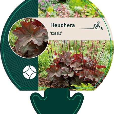 Heuchera 'Cassis' Pot 9 cm