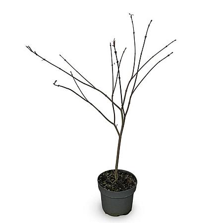 Acer japonicum 'Aconitifolium' Pot 4 Liter 40 - 60 cm