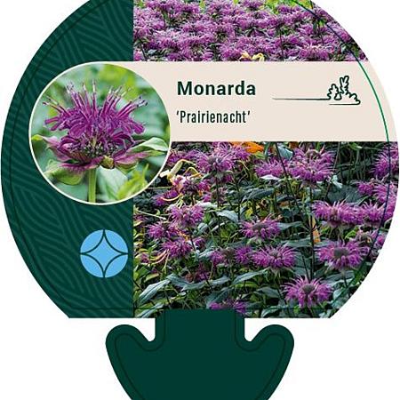 Monarda 'Prärienacht' Pot 9 cm