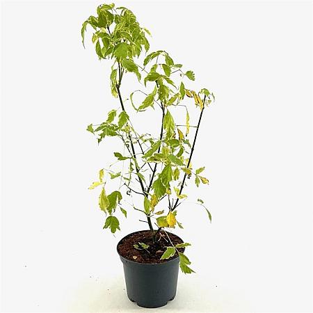 Acer negundo 'Variegatum' Pot 3 Liter 40 - 50 cm