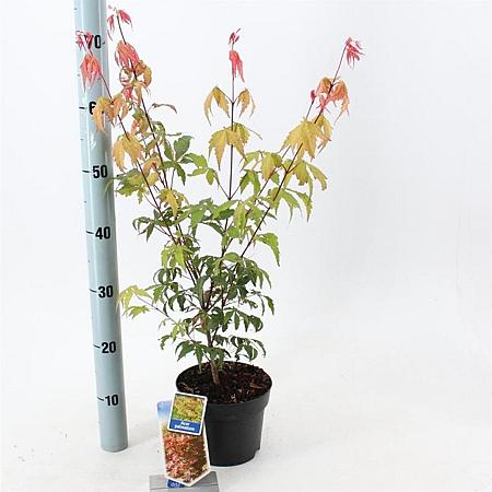 Acer palmatum Pot 2 Liter30 - 40 cm
