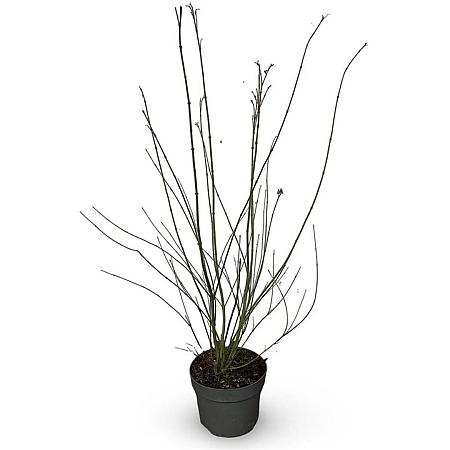 Acer palmatum Pot 4 Liter 40 - 60 cm