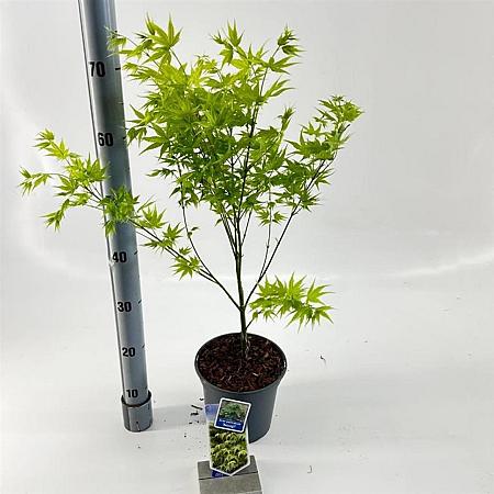Acer pal. 'Aoyagi' Pot 3 Liter 60 - 80 cm
