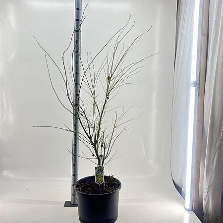 Acer pal. 'Aoyagi' Pot 35 Liter 125 - 150 cm