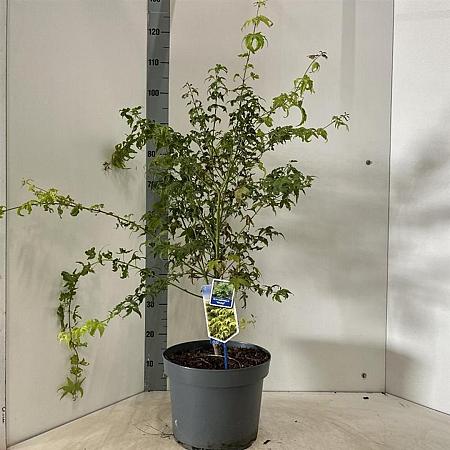 Acer pal. 'Aoyagi' Pot 10 liter 70 - 80 cm