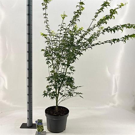 Acer pal. 'Aoyagi' Pot 10 liter 70 - 80 cm