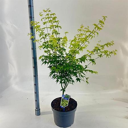 Acer pal. 'Aoyagi' Pot 10 liter 70 - 80 cm