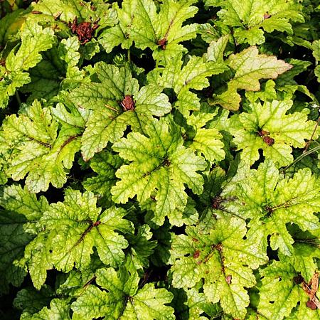 Heucherella 'Art Deco' Pot 9 cm