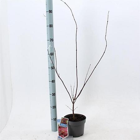 Acer pal. 'Atropurpureum' Pot 2 Liter30 - 40 cm
