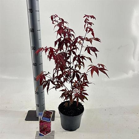 Acer pal. 'Atropurpureum' Pot 2 Liter30 - 40 cm