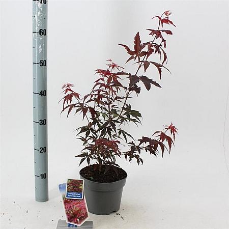 Acer pal. 'Atropurpureum' Pot 2 Liter30 - 40 cm