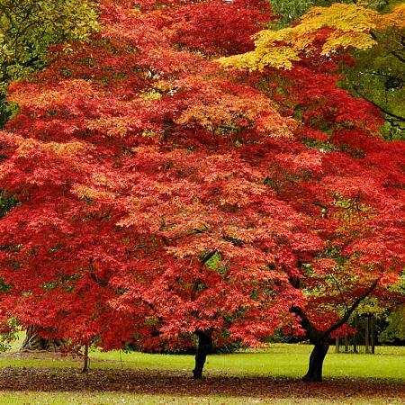 Acer pal. 'Beni-maiko' Pot 3 Liter 50 - 60 cm