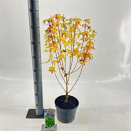 Acer pal. 'Bi-hoo' Pot 3 Liter 60 - 70 cm