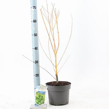 Acer pal. 'Bi-hoo' Pot 3 Liter 60 - 70 cm