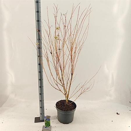 Acer pal. 'Bi-hoo' Pot 10 liter 80 - 100 cm