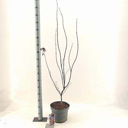Acer pal. 'Bi-hoo' Pot 10 liter 80 - 100 cm