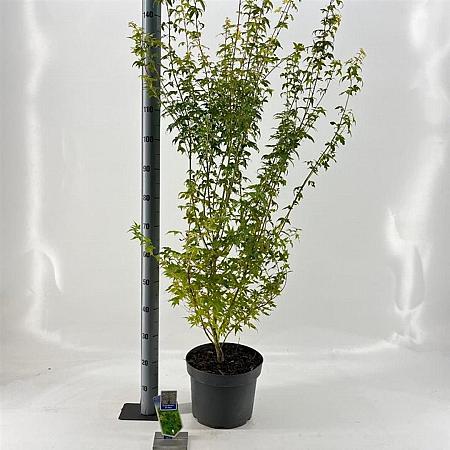 Acer pal. 'Bi-hoo' Pot 10 liter 80 - 100 cm