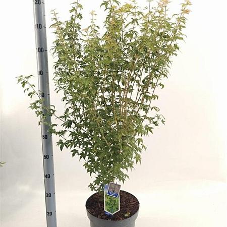 Acer pal. 'Bi-hoo' Pot 10 liter 80 - 100 cm
