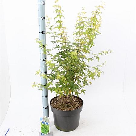 Acer pal. 'Bi-hoo' Pot 10 liter 80 - 100 cm
