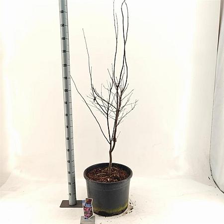 Acer pal. 'Bi-hoo' Pot 35 Liter 150 - 160 cm