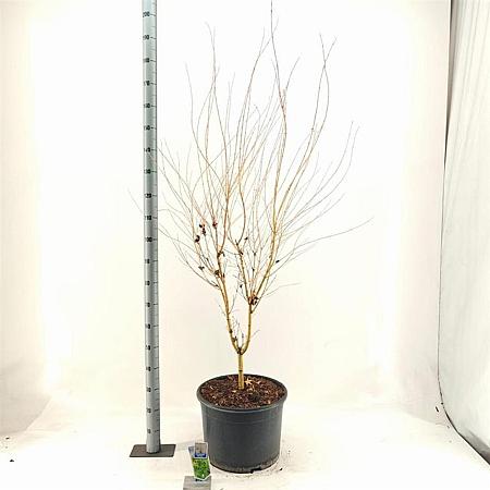 Acer pal. 'Bi-hoo' Pot 35 Liter 150 - 160 cm