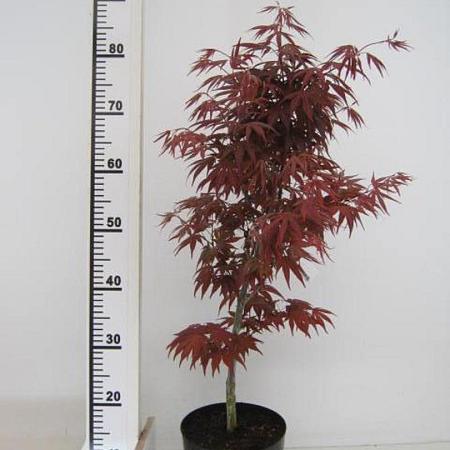 Acer pal. 'Bloodgood' Pot 3 Liter 50 - 60 cm